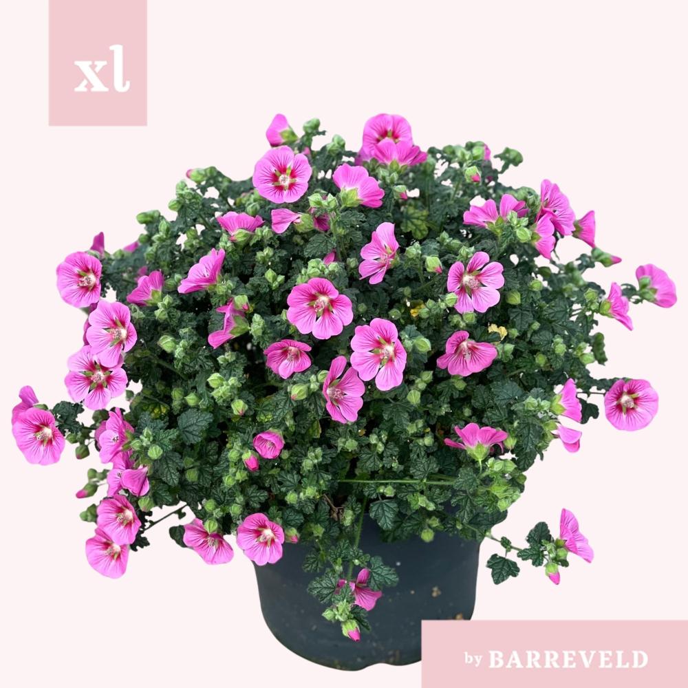 Anisodontea