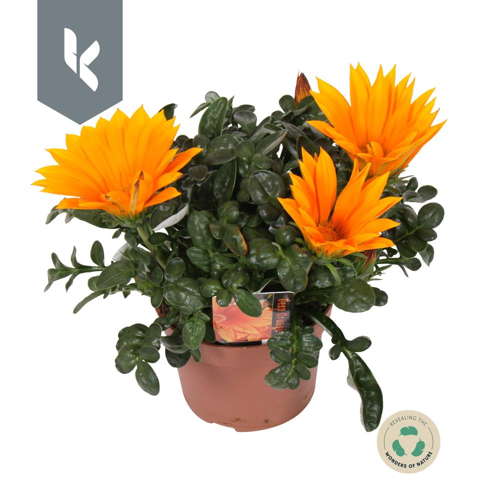 Gazania