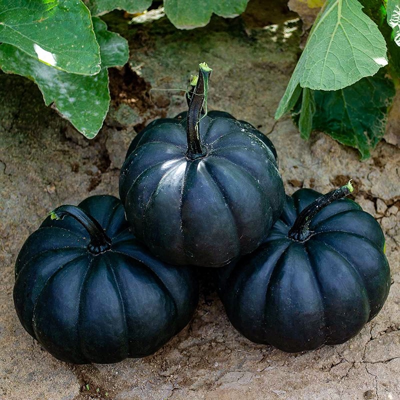 Cucurbita