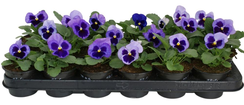 Viola