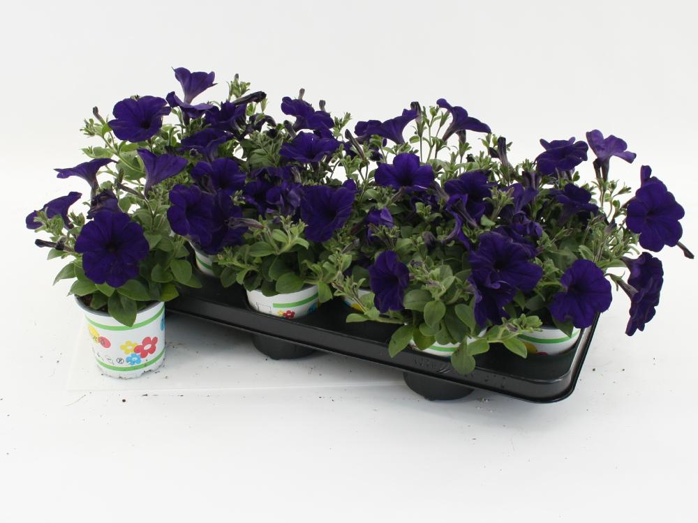 Petunia