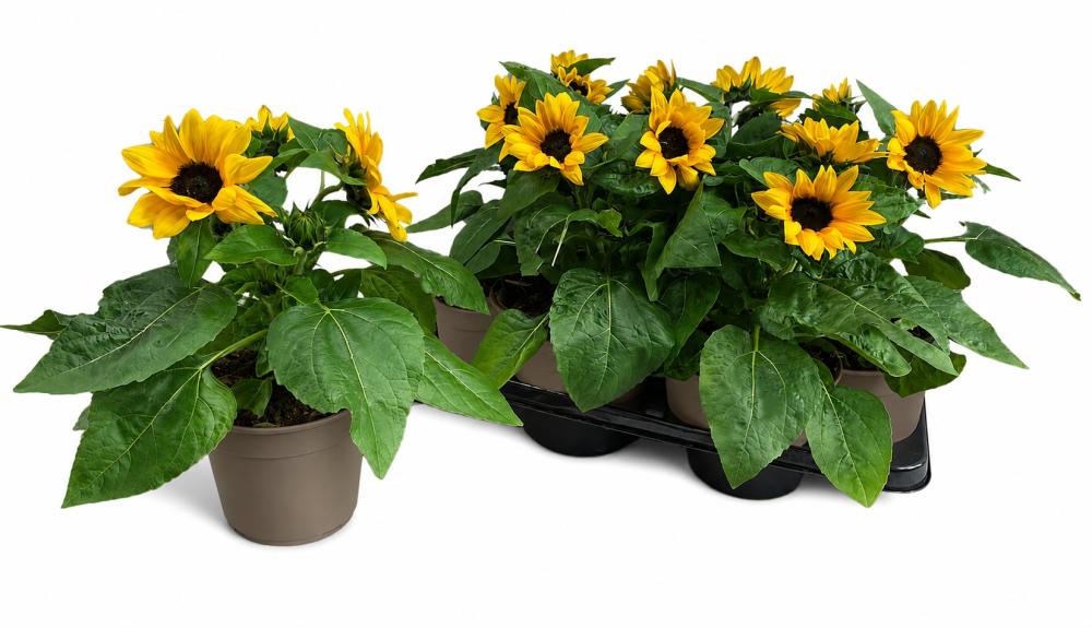 Helianthus