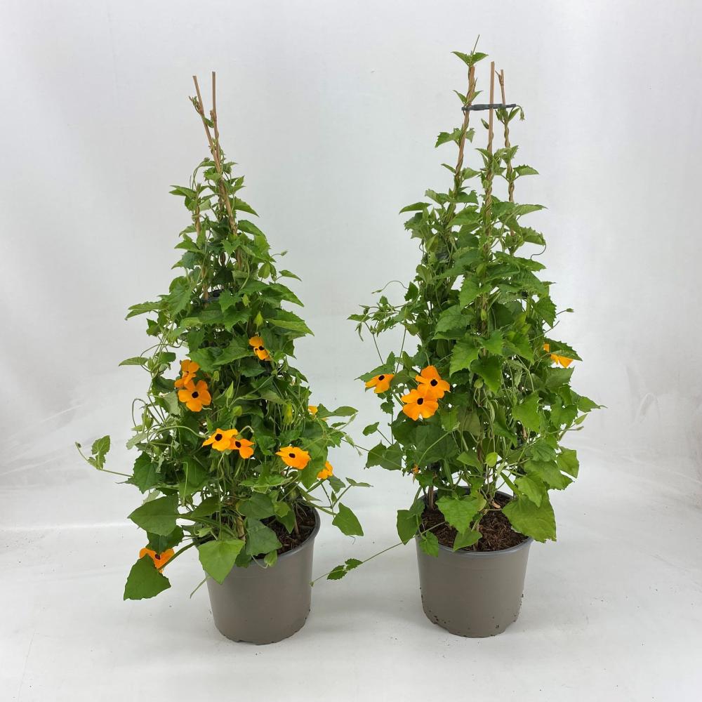 Thunbergia