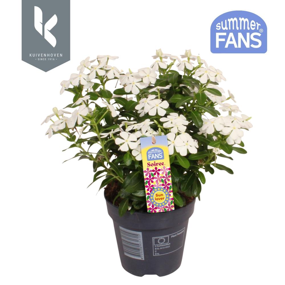 Catharanthus
