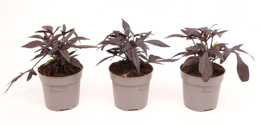 Ipomoea