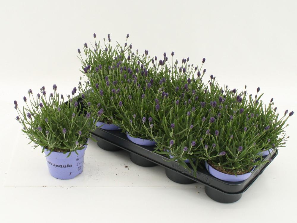 Lavandula
