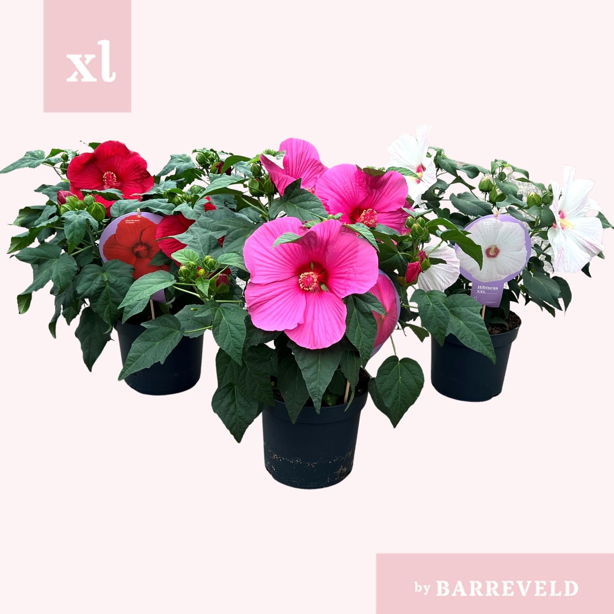 Hibiscus
