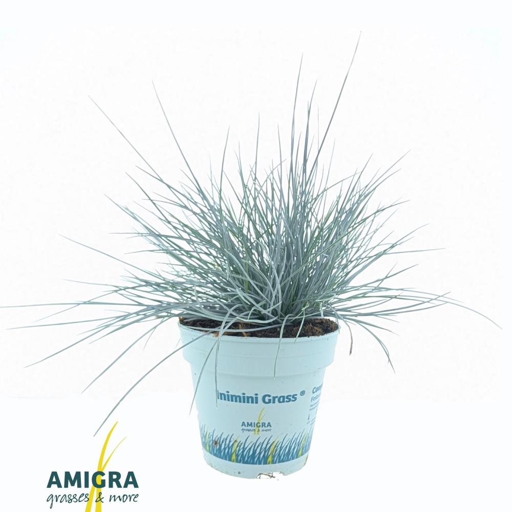 Festuca