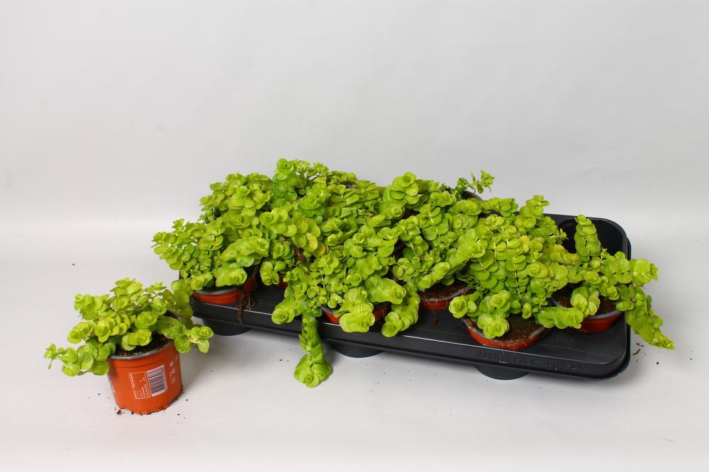 Lysimachia