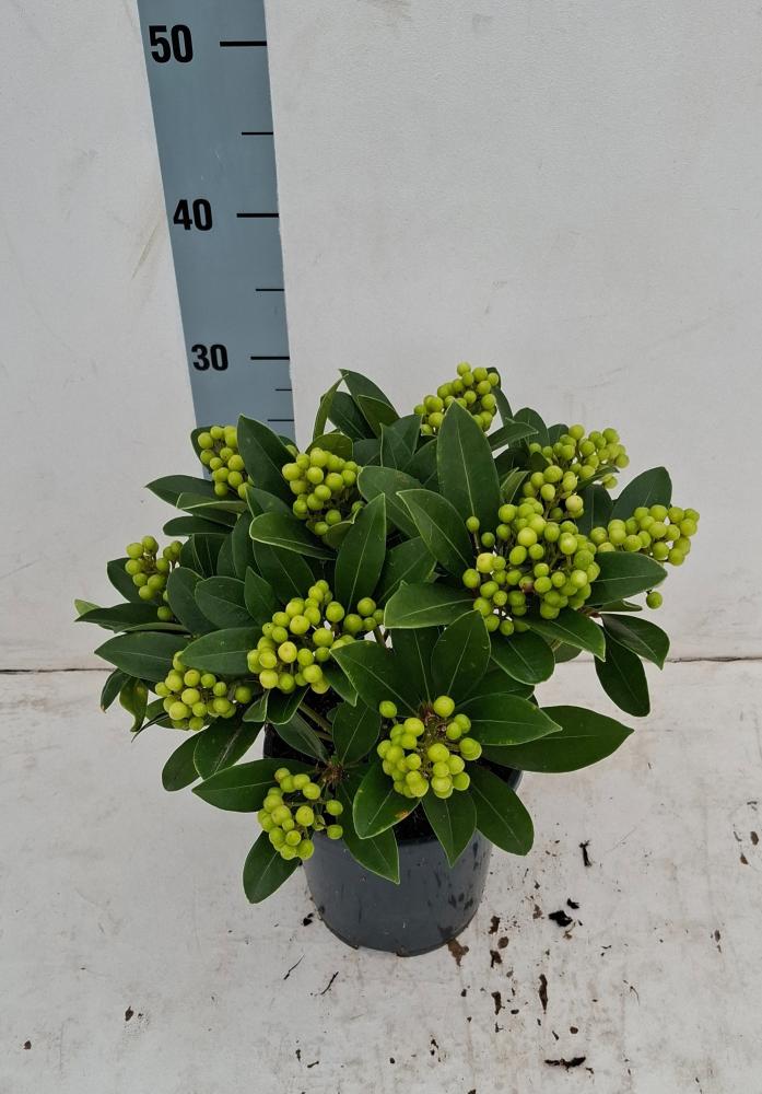 Skimmia