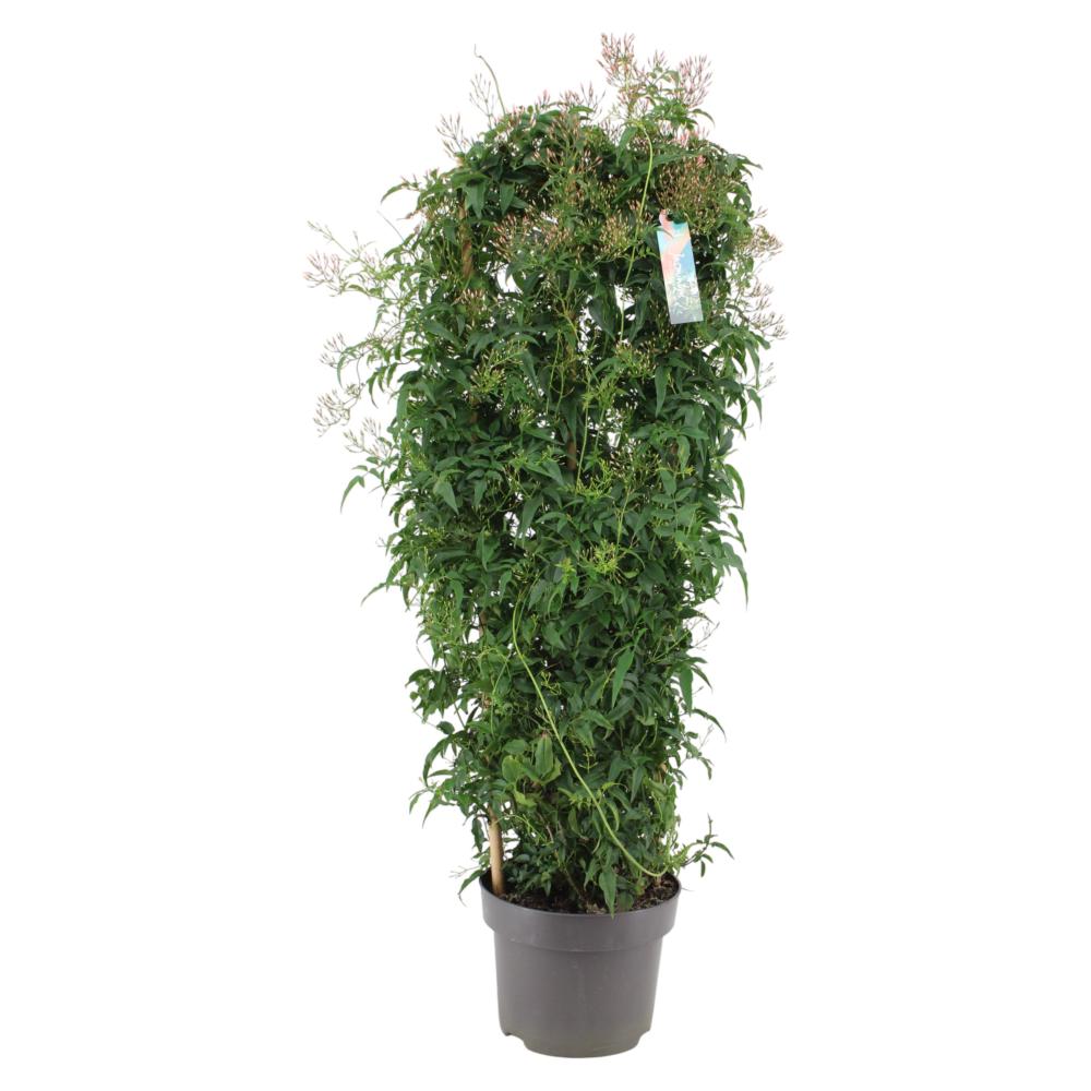 Jasminum