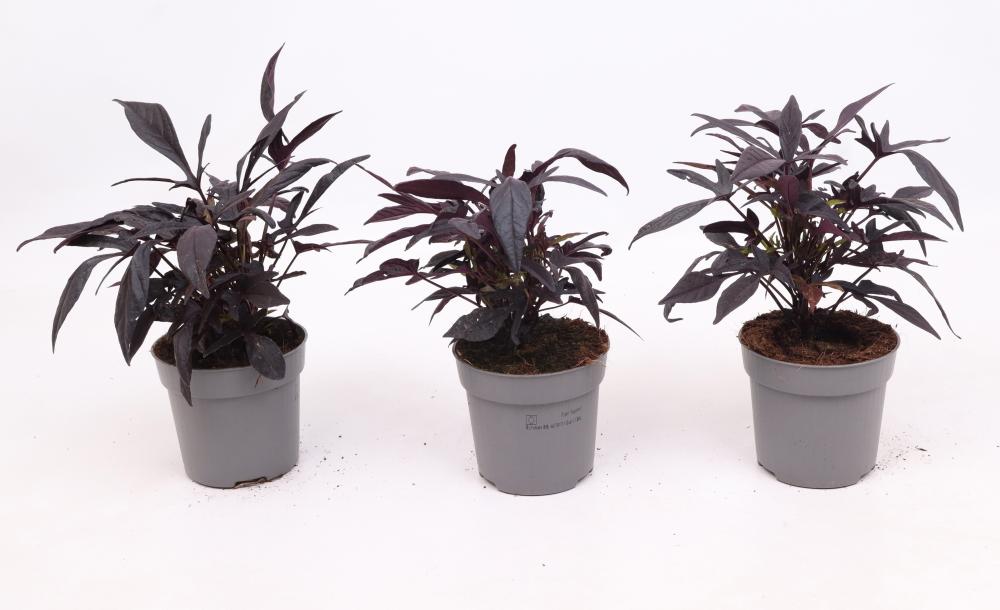 Ipomoea