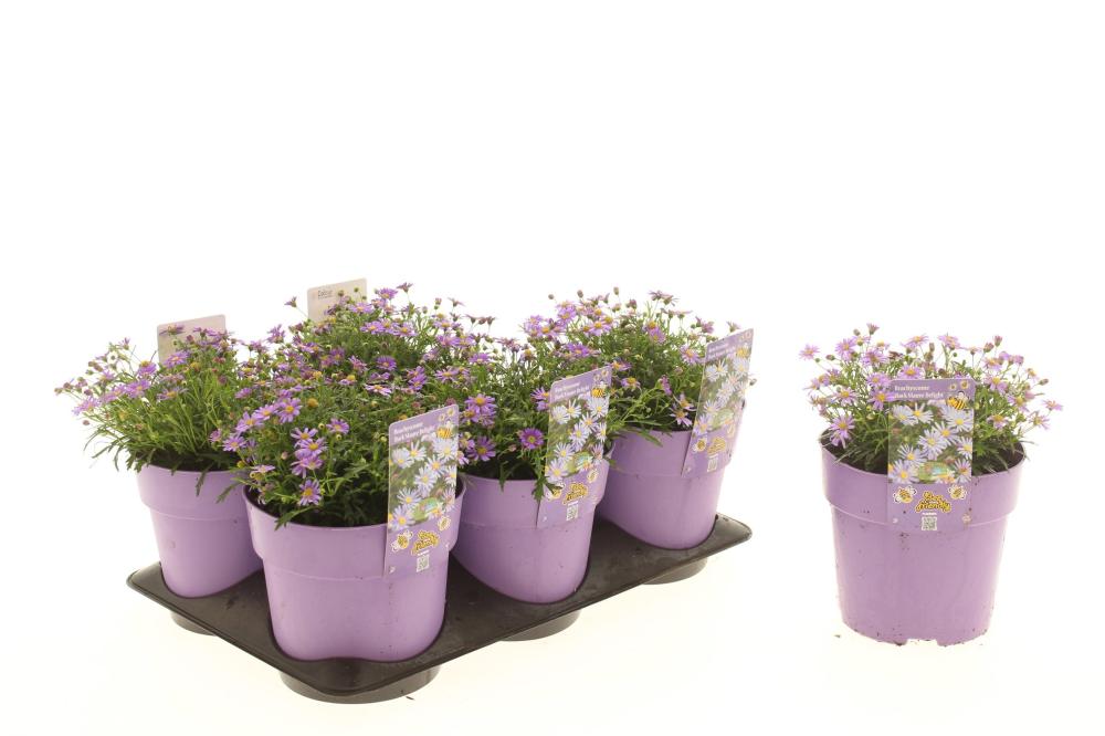 Brachyscome