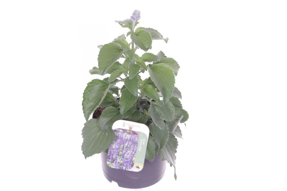 Salvia