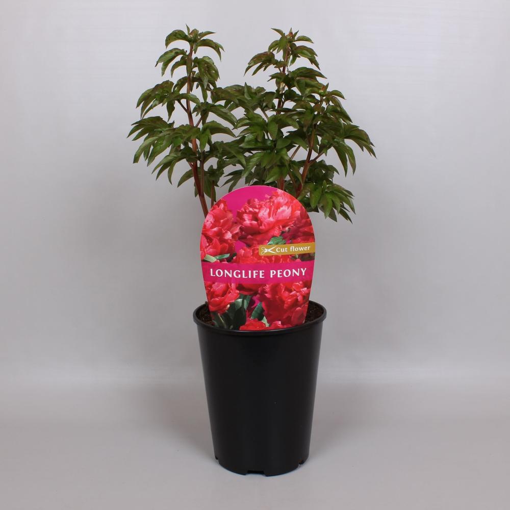 Paeonia lactiflora