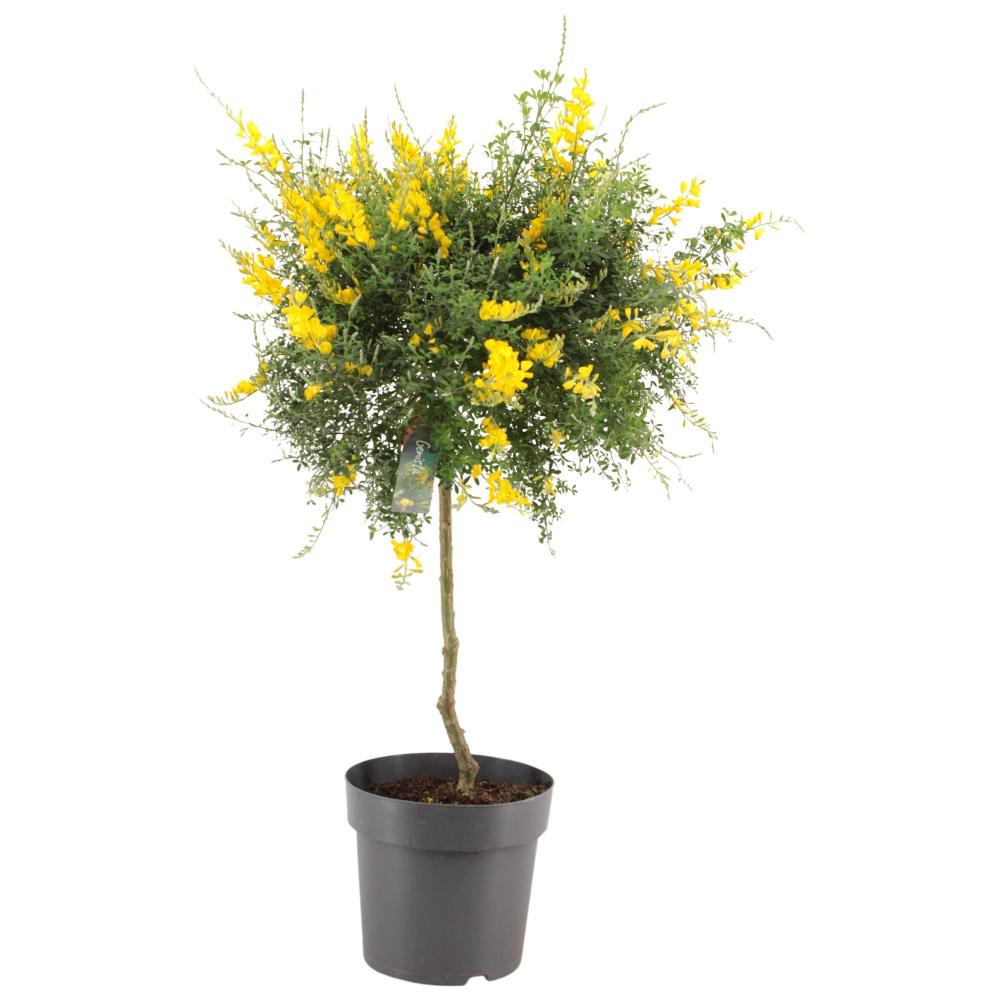 Cytisus