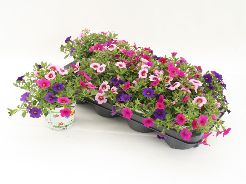 Calibrachoa
