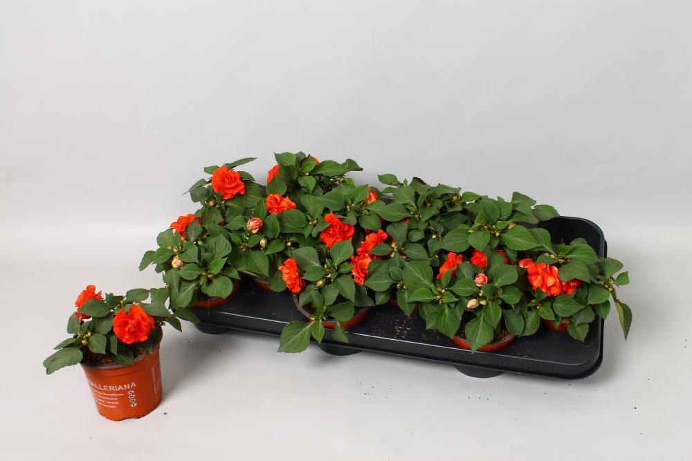 Impatiens