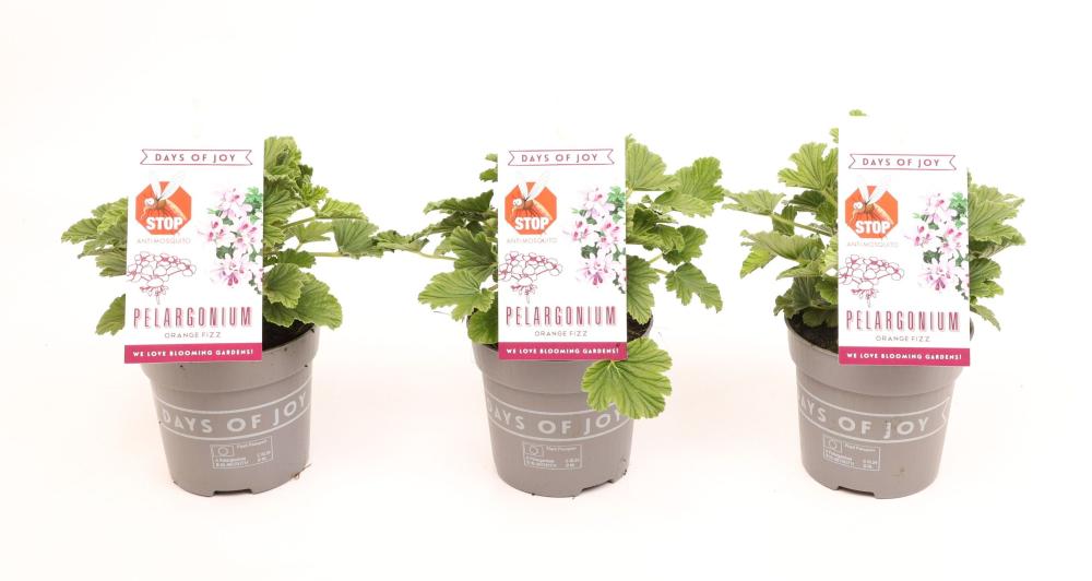 Pelargonium odorant