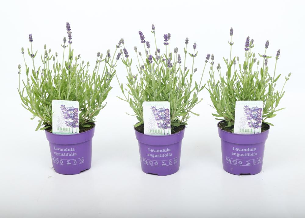 Lavandula
