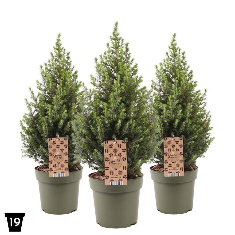 Picea