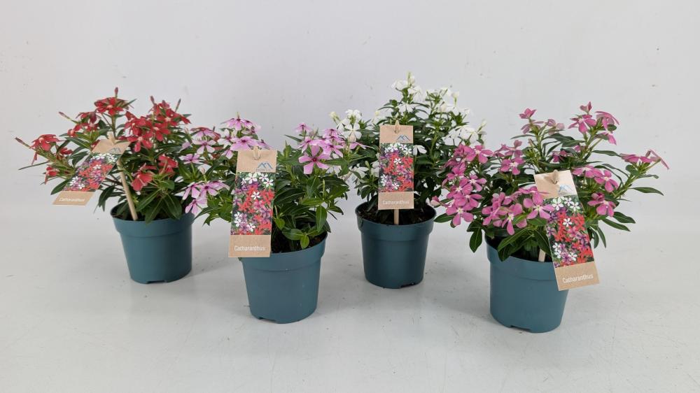Catharanthus