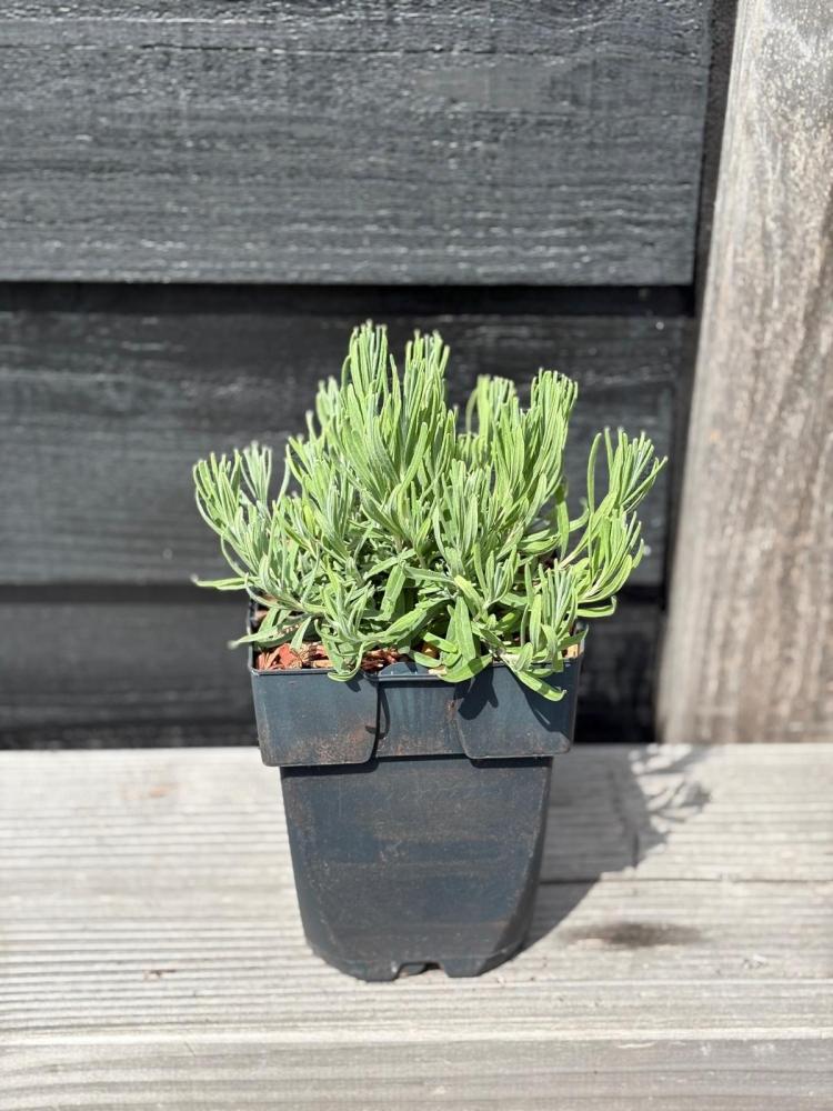 Lavandula