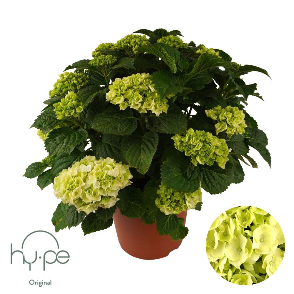 Hydrangea