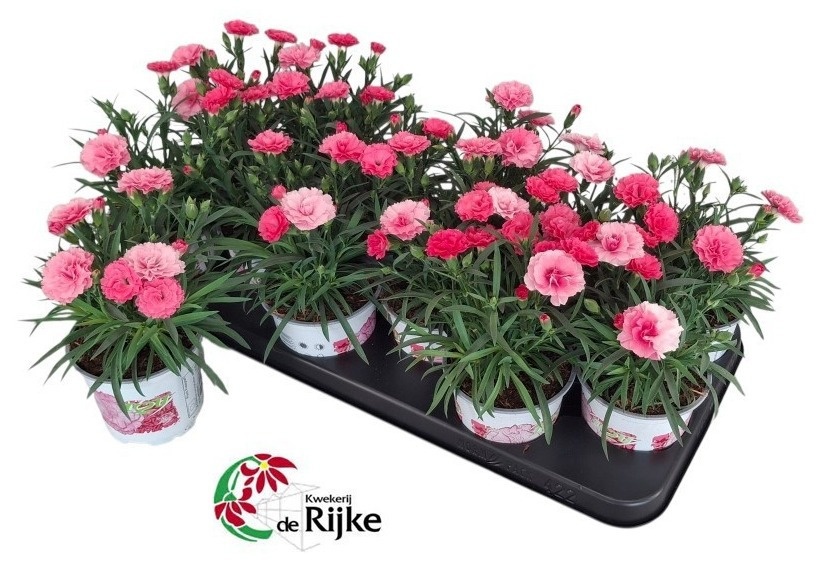Dianthus