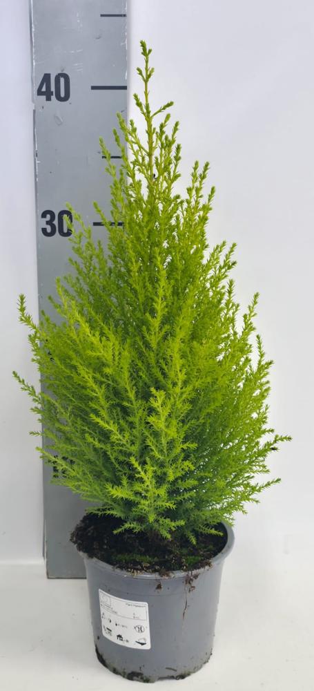 Cupressus