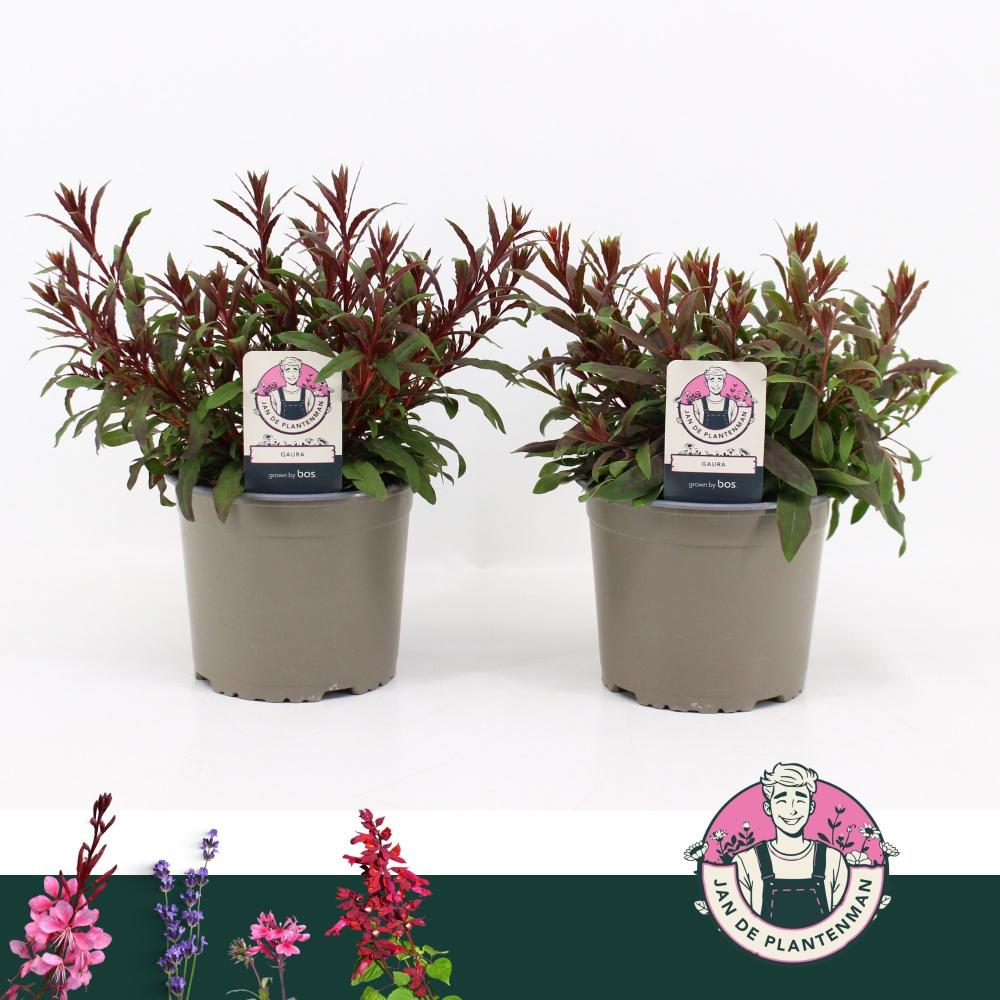 Gaura