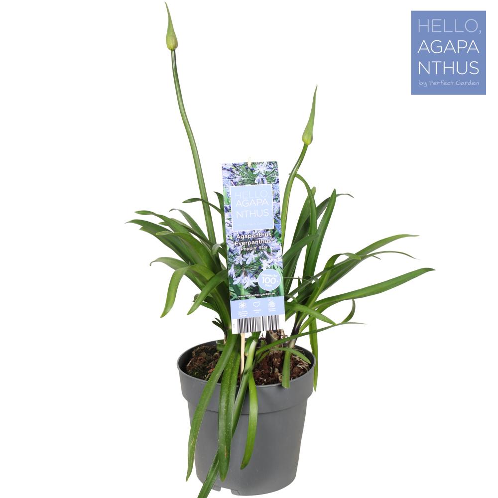 agapanthus