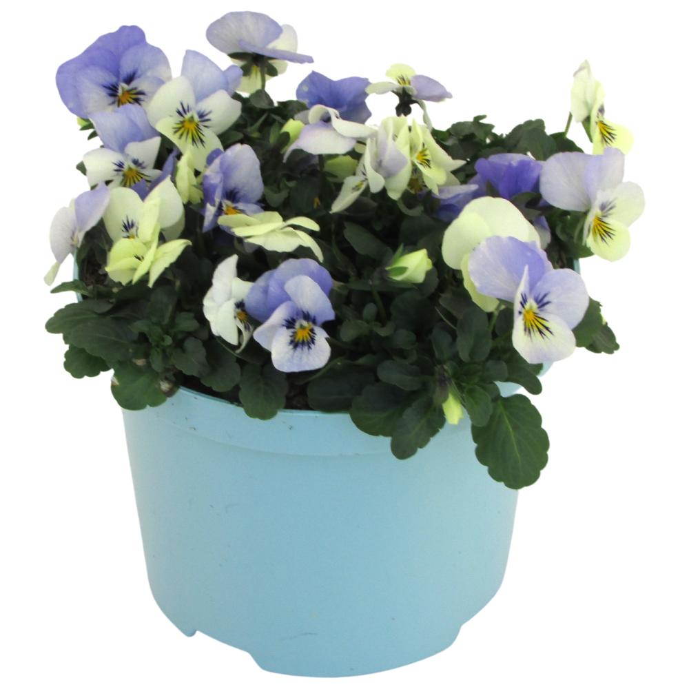 Viola cornuta