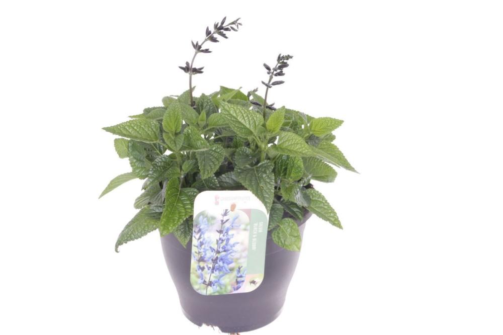 Salvia