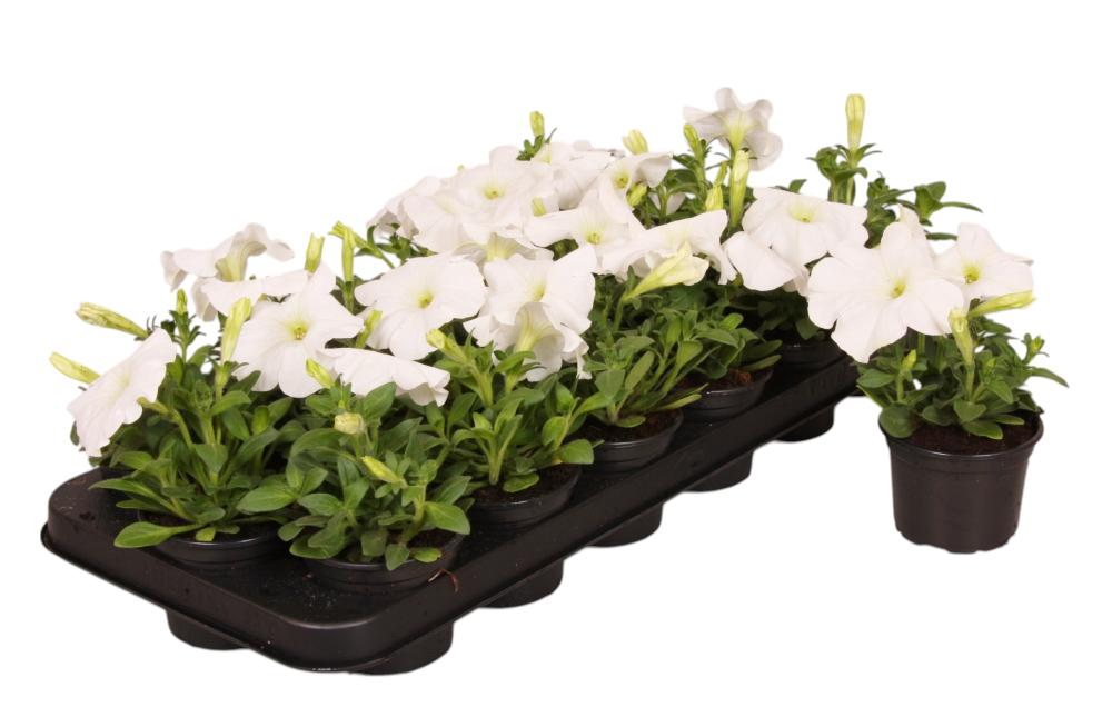 Petunia