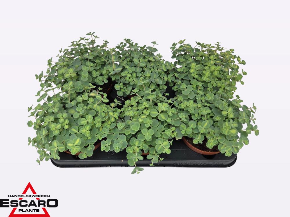 Sedum