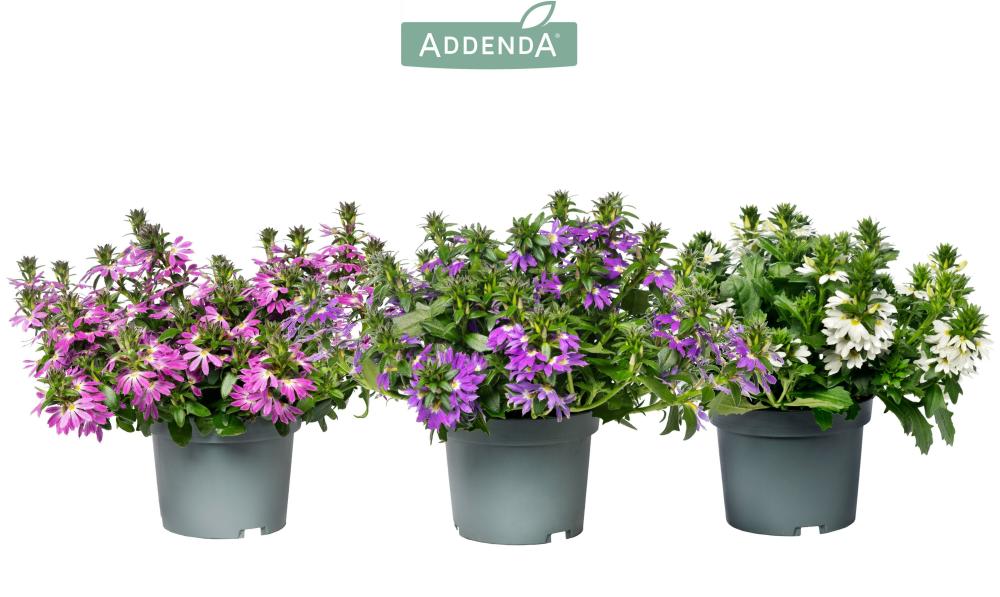Scaevola