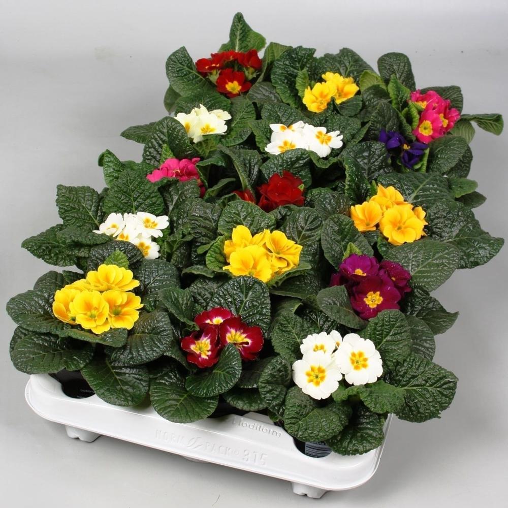 Primula acaulis