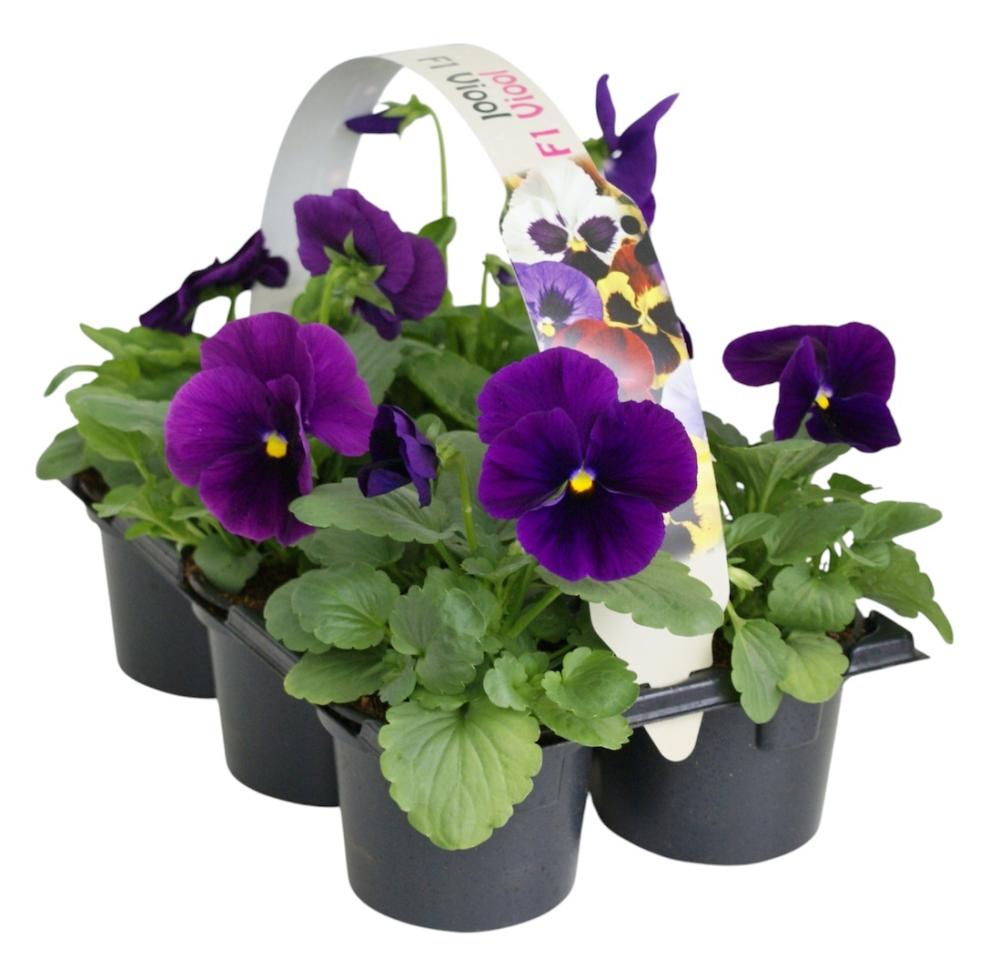 Viola