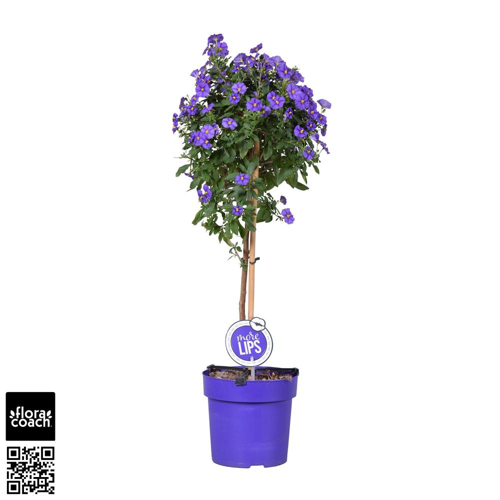Solanum