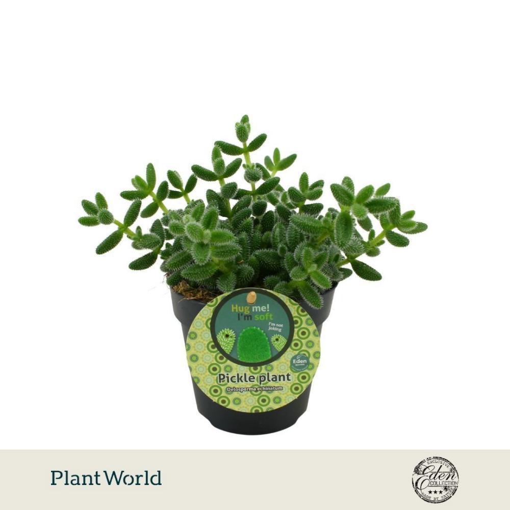 Delosperma