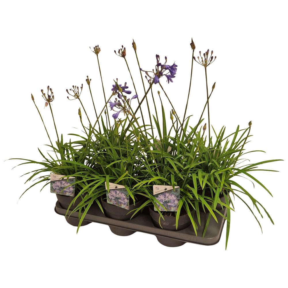 Agapanthus
