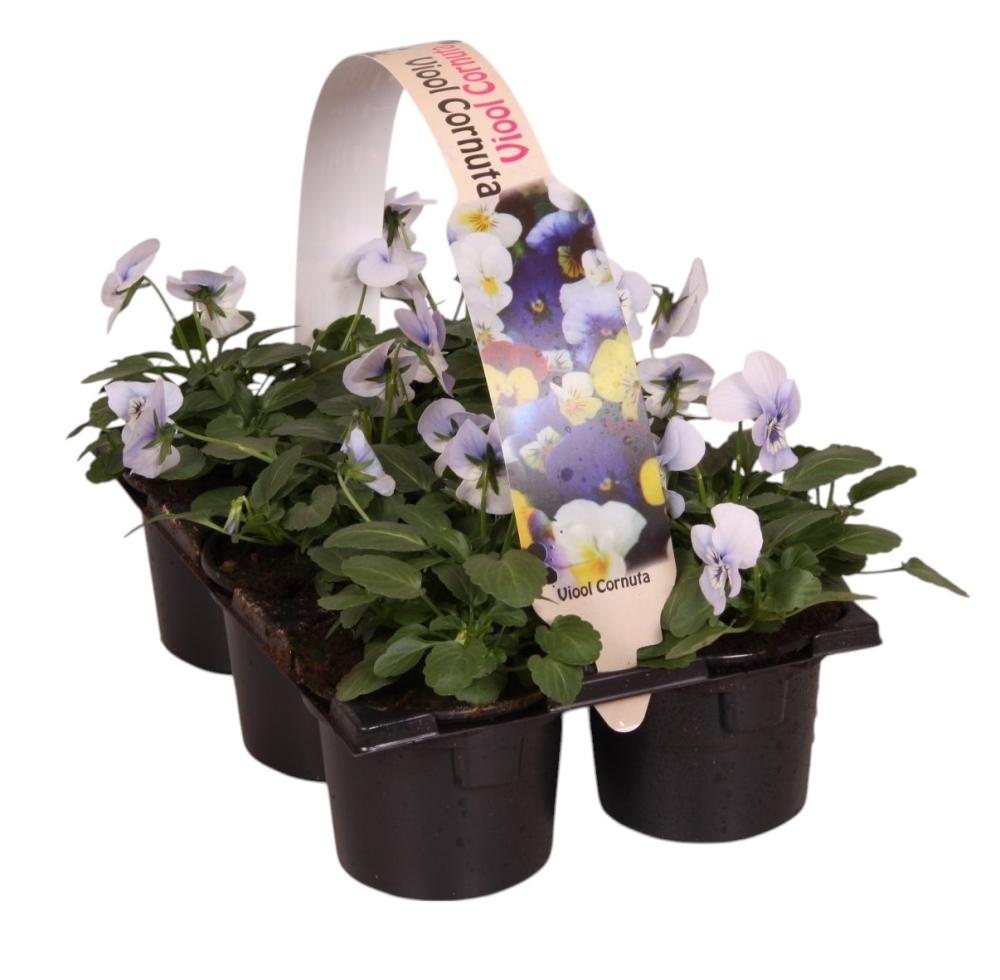 Viola cornuta