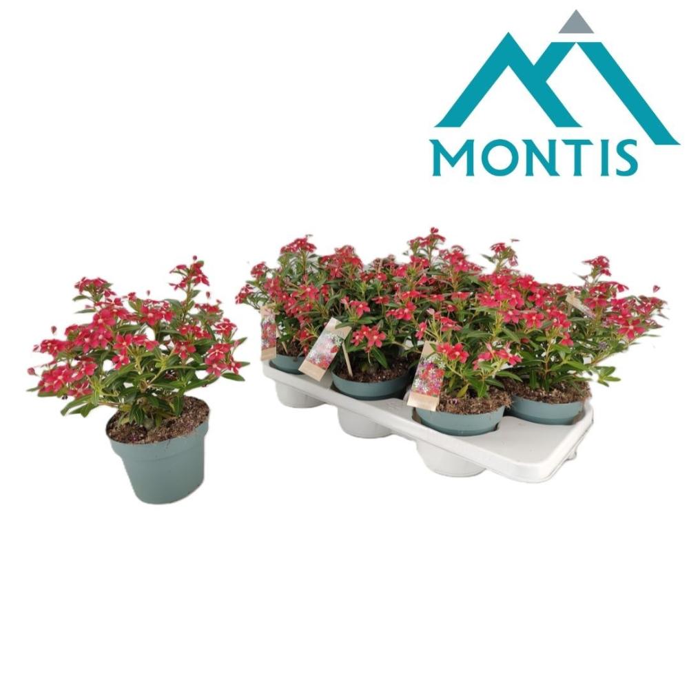 Catharanthus