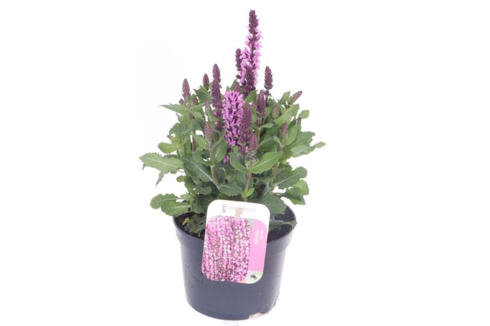 Salvia