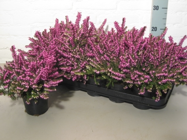 Erica darleyensis