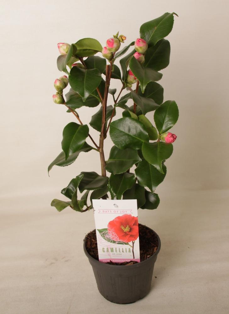 Camellia