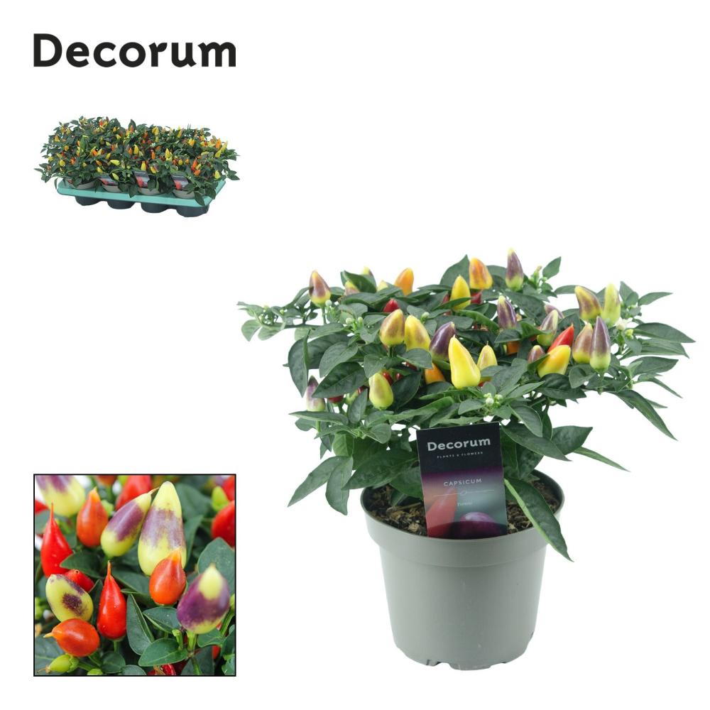 Capsicum