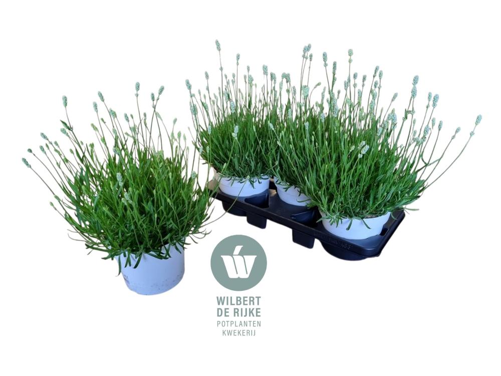 Lavandula