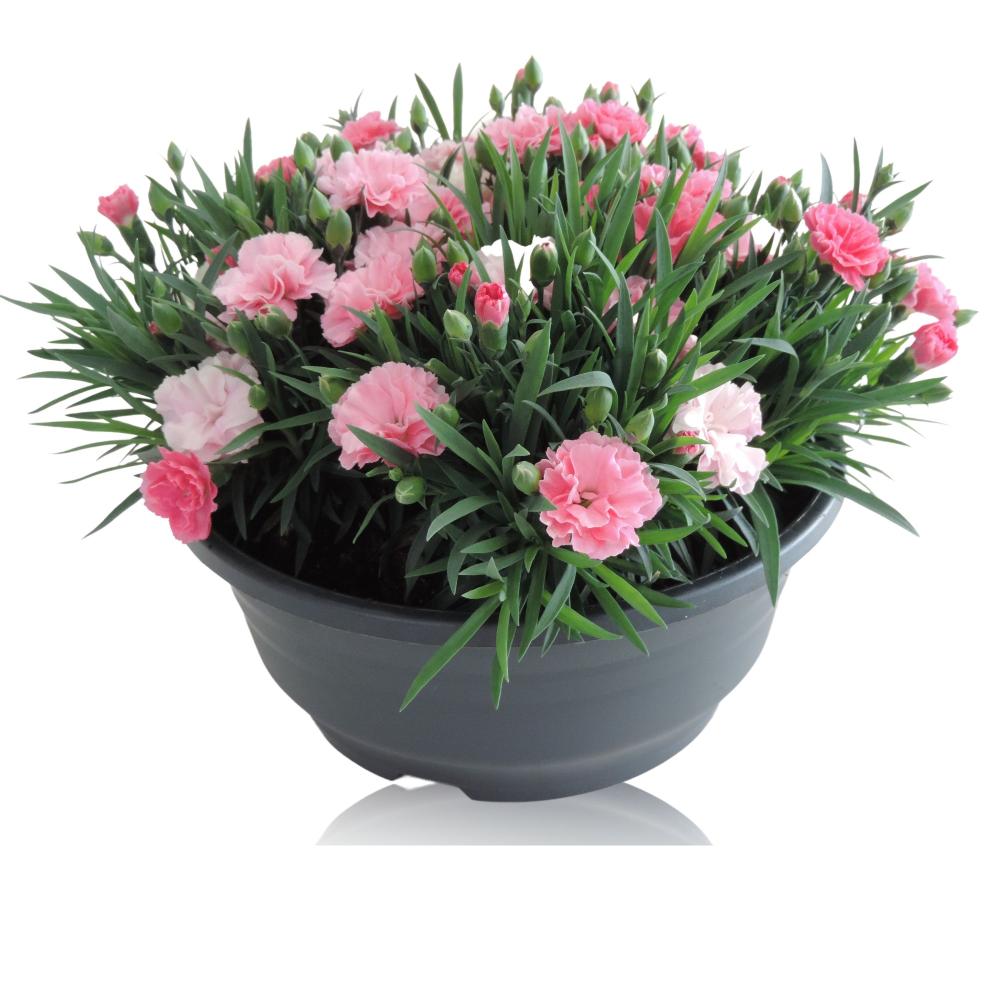 Dianthus